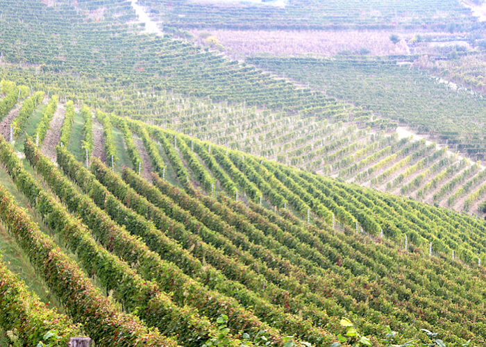 Vidstrakt vinmark med rækker af frodige vinstokke, beliggende på en bakketop med udsigt over dalen